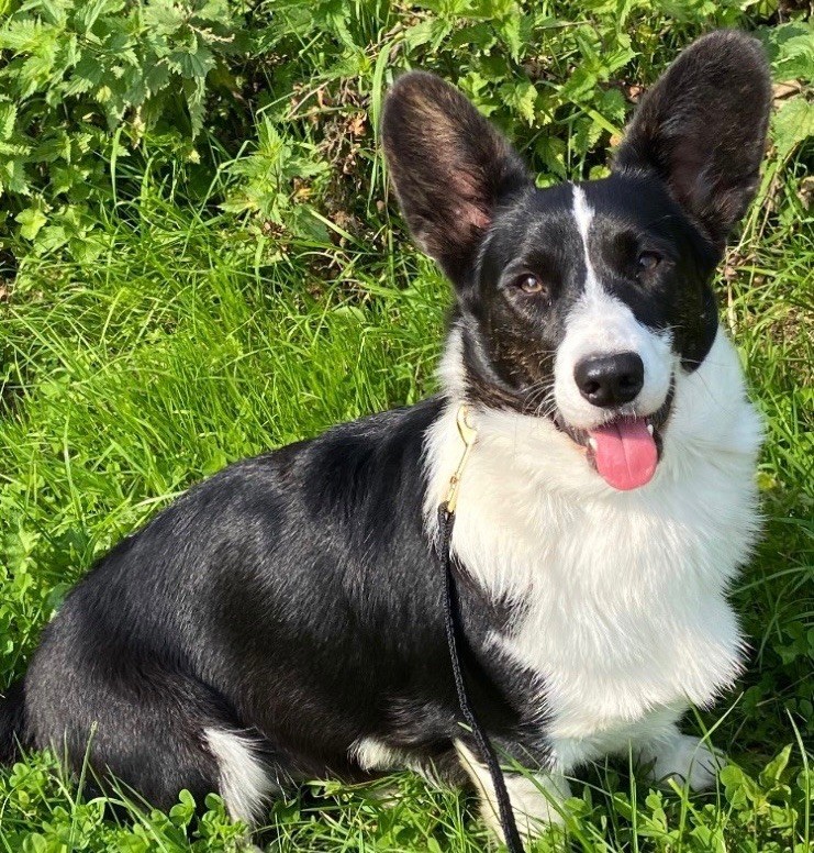 Les Welsh Corgi Cardigan de l'affixe Des Plaines Du Nid D'Arlequin