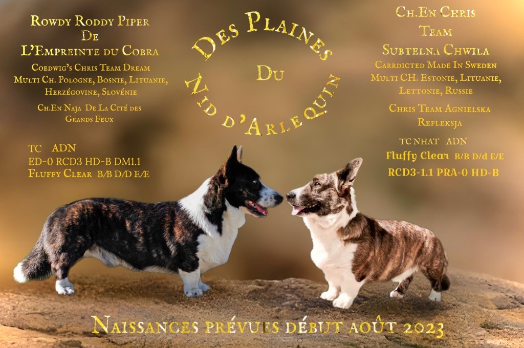 Des Plaines Du Nid D'Arlequin - Naissances prévues début août 2023