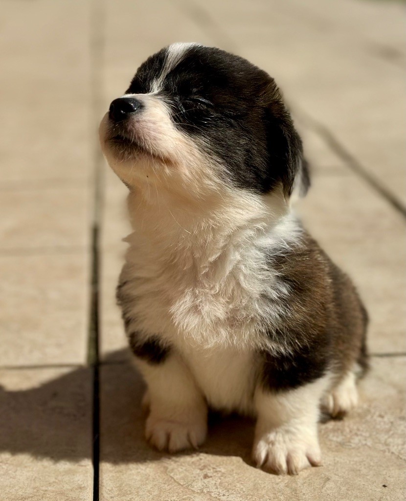 Des Plaines Du Nid D'Arlequin - Chiot disponible  - Welsh Corgi Cardigan