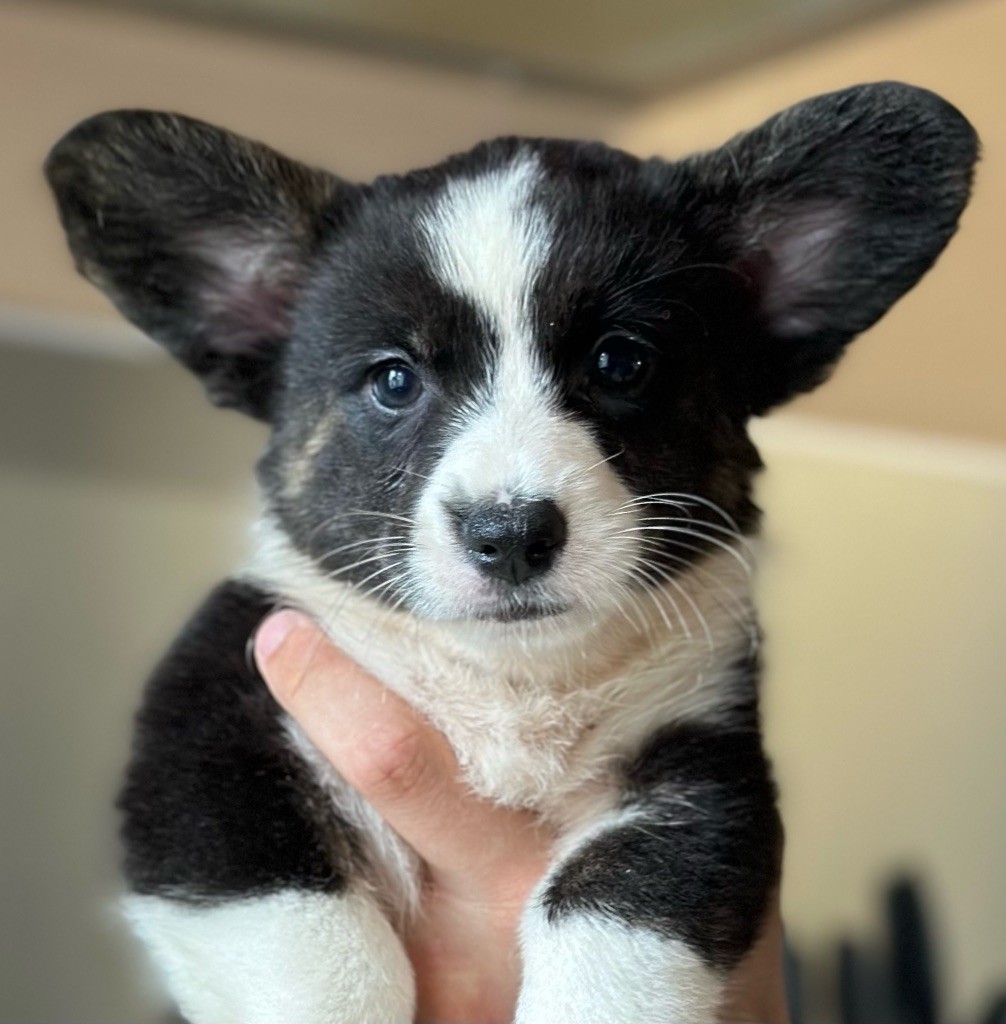 Des Plaines Du Nid D'Arlequin - Chiot disponible  - Welsh Corgi Cardigan