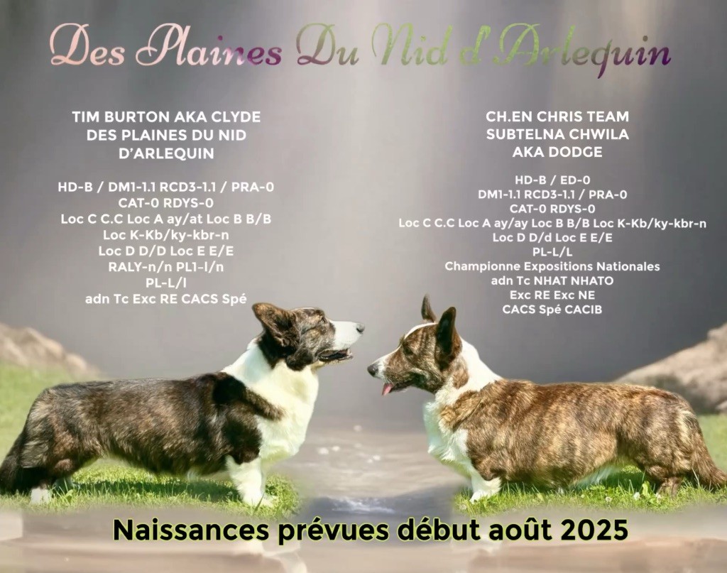 Des Plaines Du Nid D'Arlequin - Bientôt des bébés 