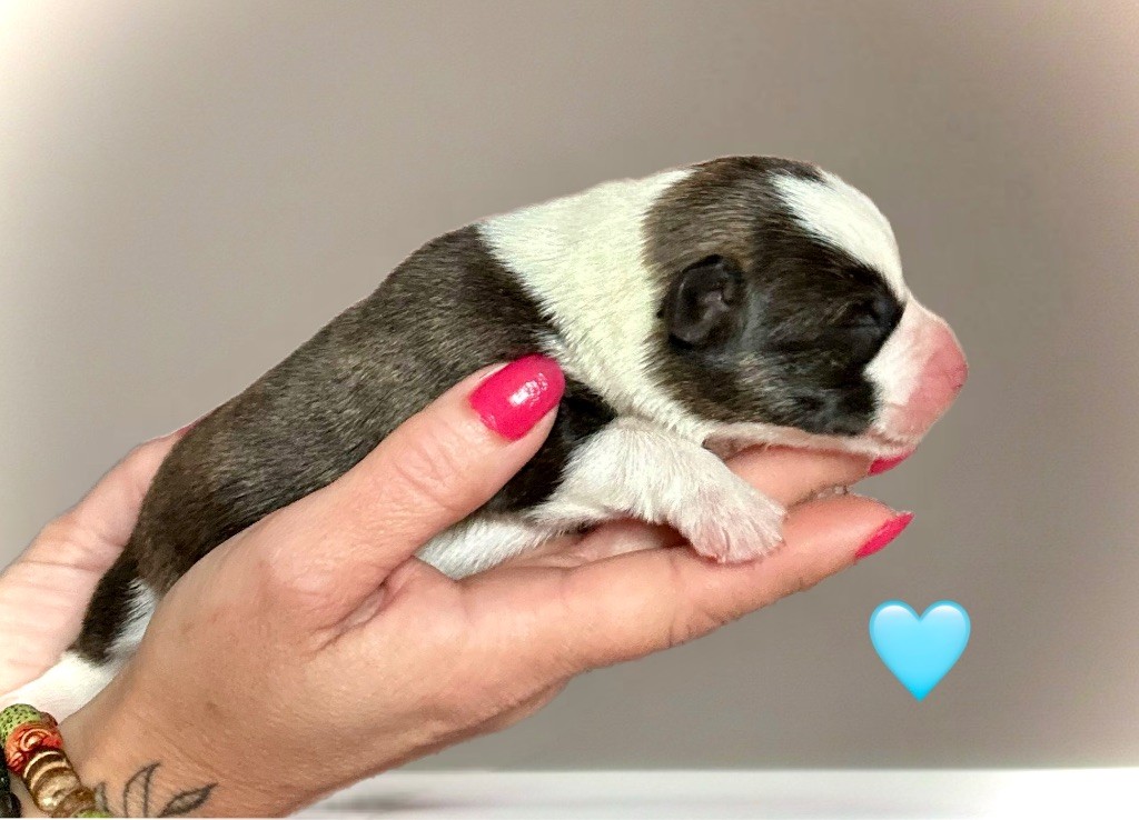 Des Plaines Du Nid D'Arlequin - Chiots disponibles - Welsh Corgi Cardigan