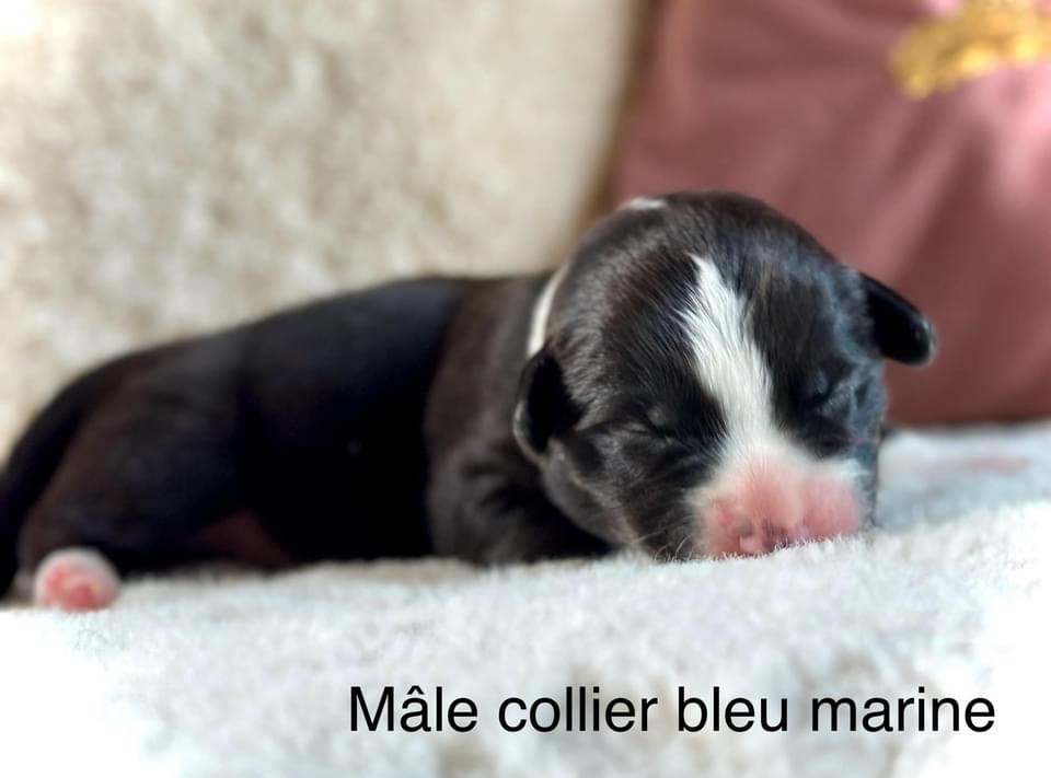 Des Plaines Du Nid D'Arlequin - Chiots disponibles - Welsh Corgi Cardigan