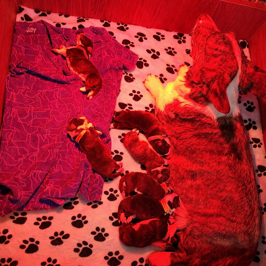 Chiot Welsh Corgi Cardigan Des Plaines Du Nid D'Arlequin