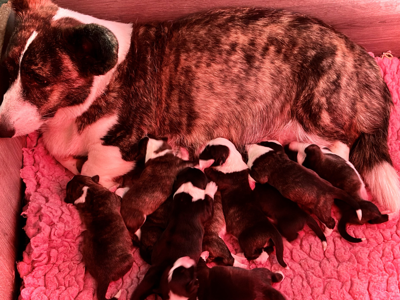 Chiot Welsh Corgi Cardigan Des Plaines Du Nid D'Arlequin