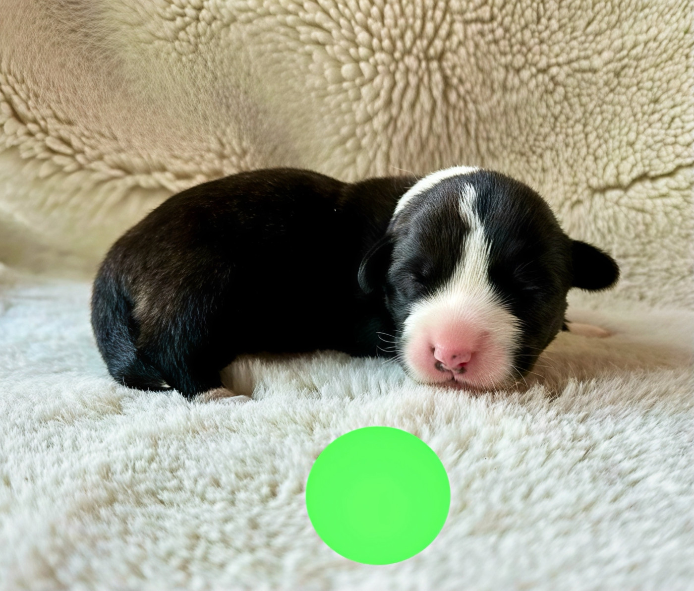 Des Plaines Du Nid D'Arlequin - Chiots disponibles - Welsh Corgi Cardigan