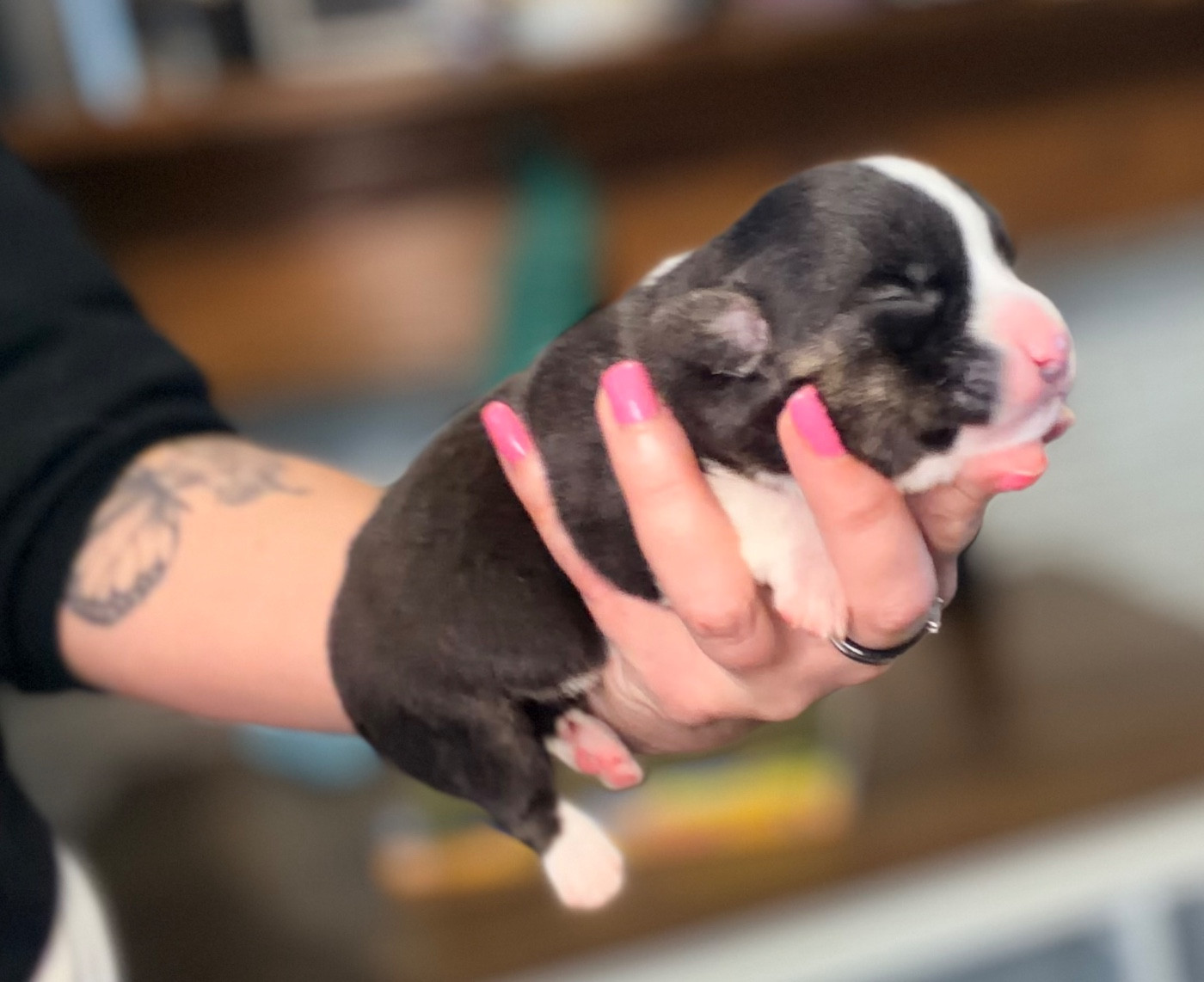 Des Plaines Du Nid D'Arlequin - Chiots disponibles - Welsh Corgi Cardigan