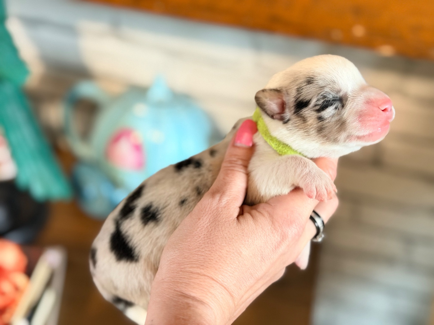 Des Plaines Du Nid D'Arlequin - Chiots disponibles - Welsh Corgi Cardigan