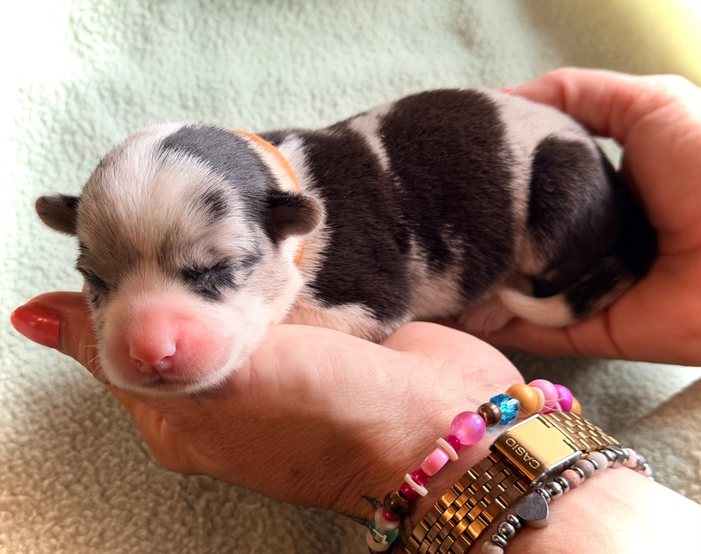 Des Plaines Du Nid D'Arlequin - Chiots disponibles - Welsh Corgi Cardigan