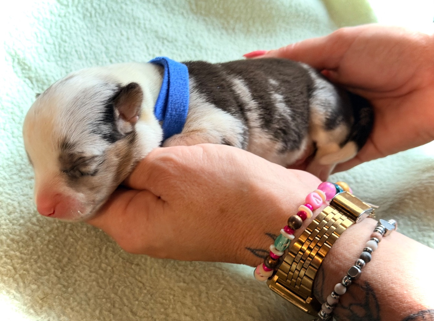Des Plaines Du Nid D'Arlequin - Chiots disponibles - Welsh Corgi Cardigan
