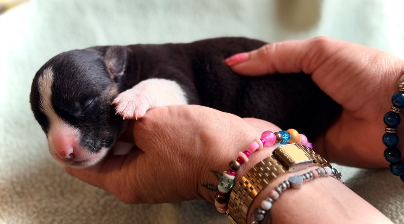 Des Plaines Du Nid D'Arlequin - Chiots disponibles - Welsh Corgi Cardigan