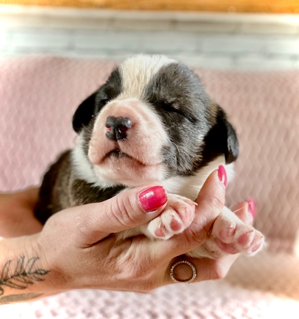 Des Plaines Du Nid D'Arlequin - Chiots disponibles - Welsh Corgi Cardigan