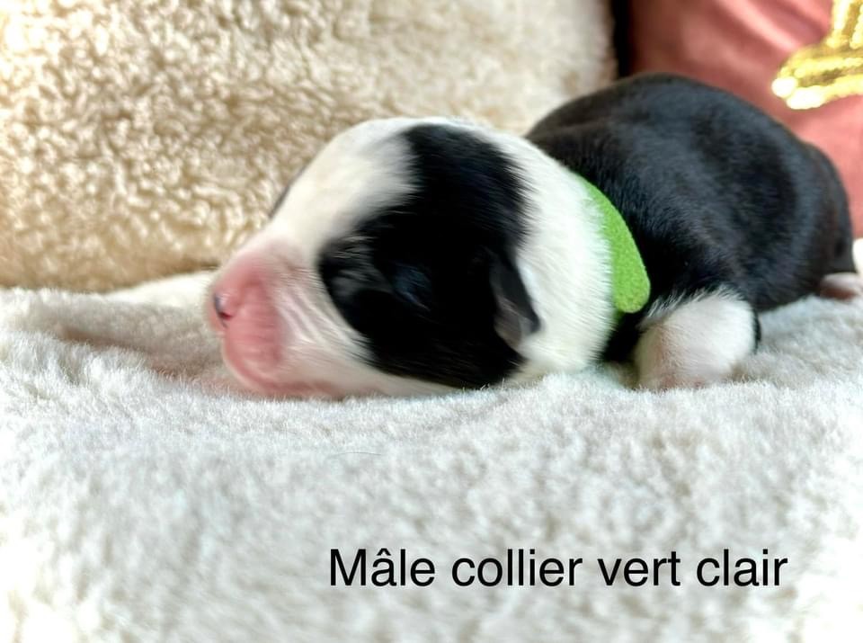 Des Plaines Du Nid D'Arlequin - Chiots disponibles - Welsh Corgi Cardigan