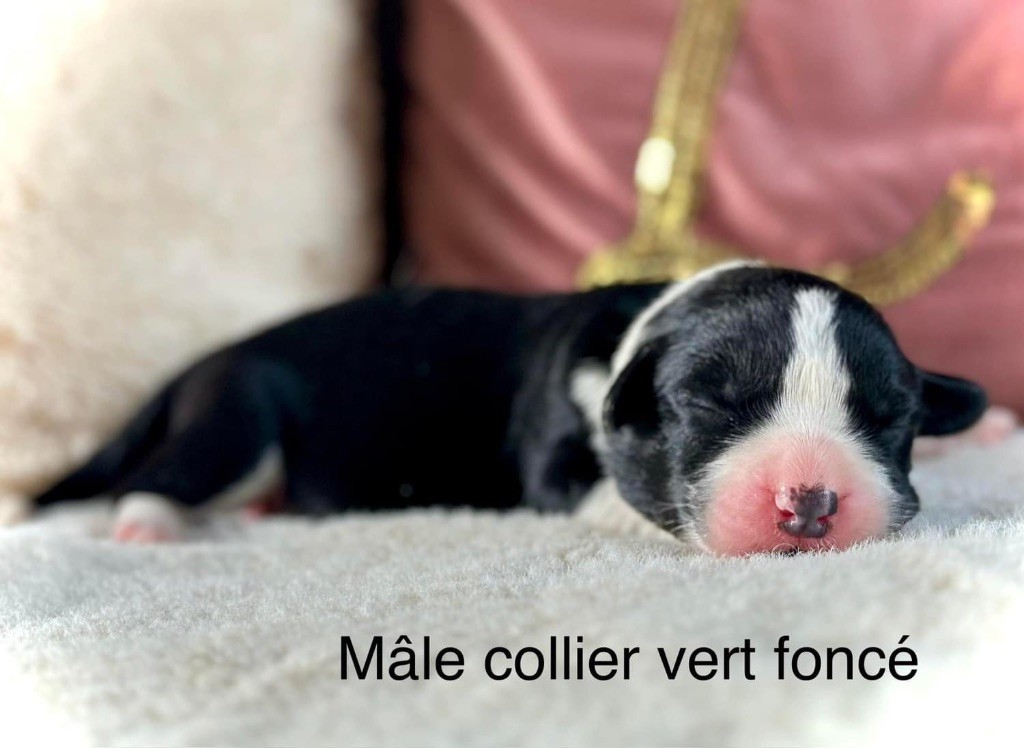 Des Plaines Du Nid D'Arlequin - Chiots disponibles - Welsh Corgi Cardigan