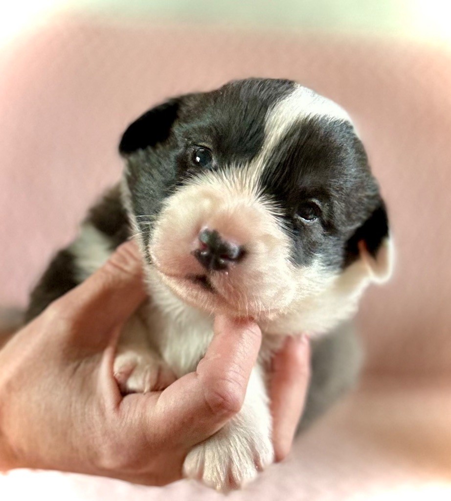 Des Plaines Du Nid D'Arlequin - Chiots disponibles - Welsh Corgi Cardigan
