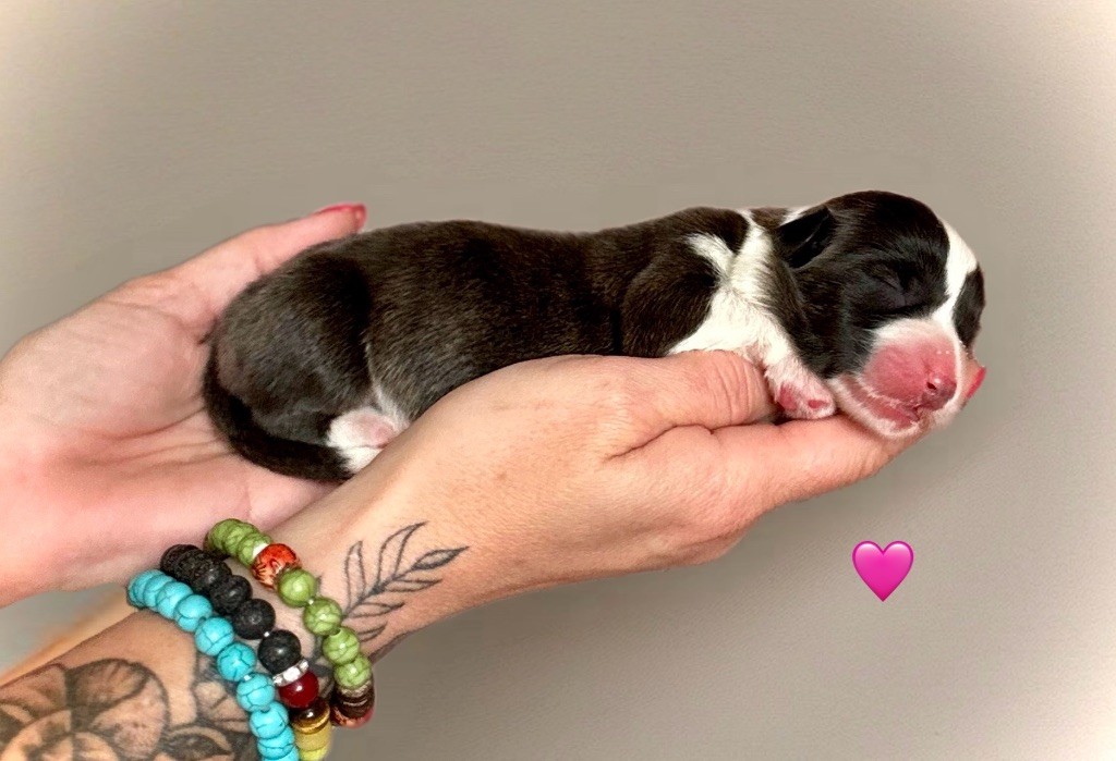 Des Plaines Du Nid D'Arlequin - Chiots disponibles - Welsh Corgi Cardigan