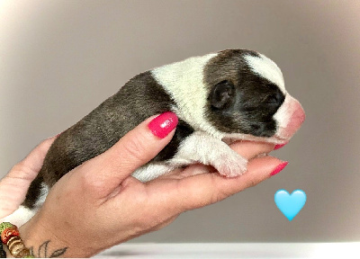 CHIOT