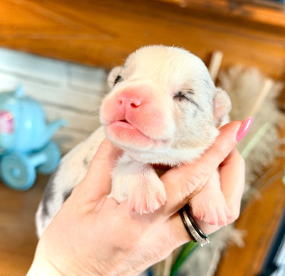 CHIOT 1