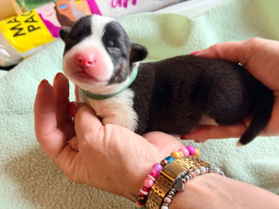 CHIOT 4