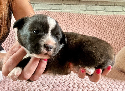 CHIOT