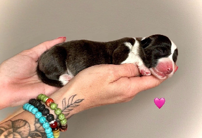 CHIOT
