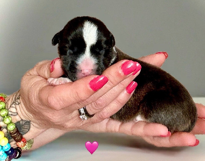 CHIOT