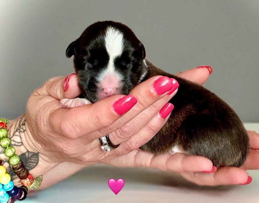 Des Plaines Du Nid D'Arlequin - Chiots disponibles - Welsh Corgi Cardigan