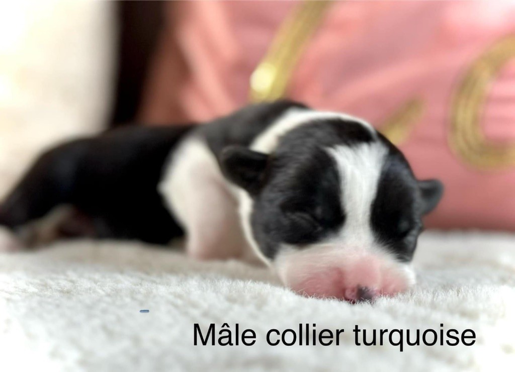 Des Plaines Du Nid D'Arlequin - Chiots disponibles - Welsh Corgi Cardigan