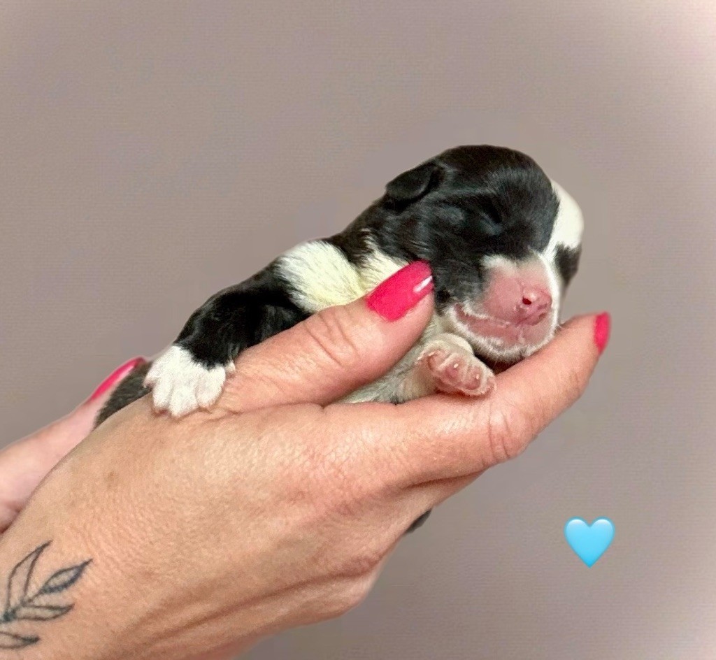Des Plaines Du Nid D'Arlequin - Chiots disponibles - Welsh Corgi Cardigan